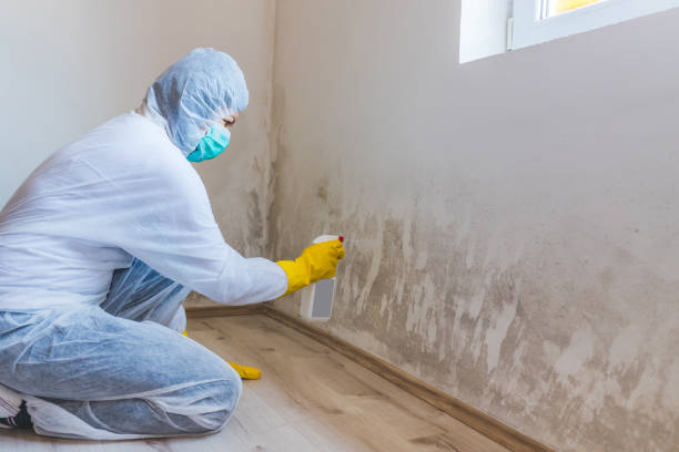 Licensed Black Mold Remediation service in Gillette, NJ - 24 Hour Mold Removal