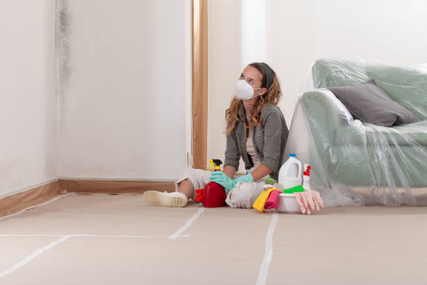Reliable Black Mold Remediation contractor in Gillette, NJ by 24 Hour Mold Removal
