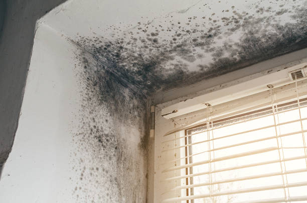 Affordable Black Mold Remediation solutions in Gillette, NJ