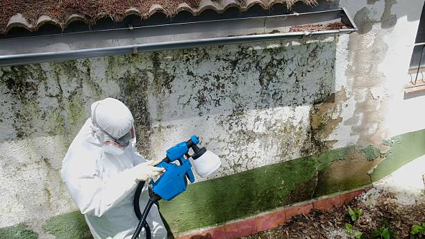 Top rated local Black Mold Remediation specialists in Gillette, NJ